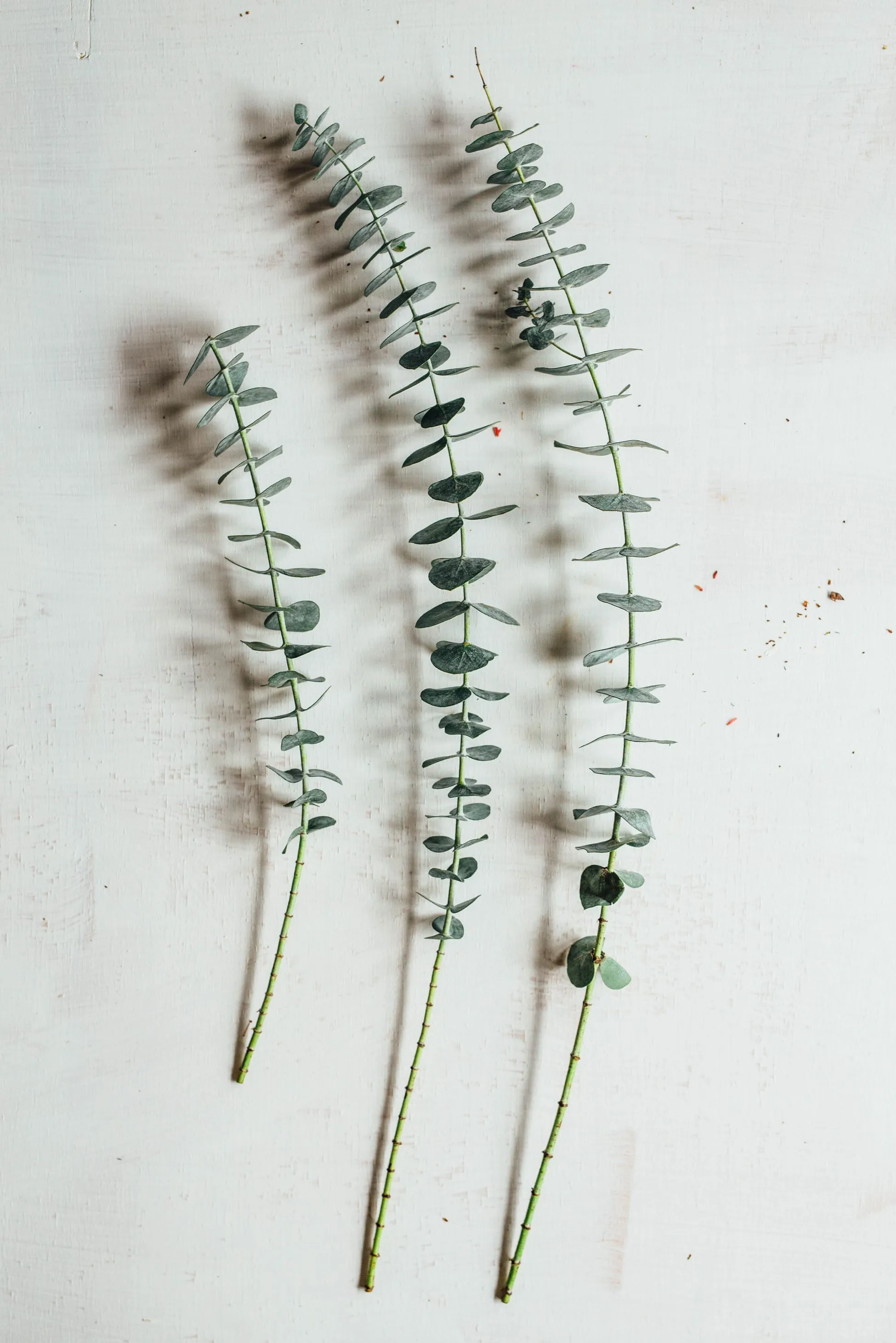 Ferns