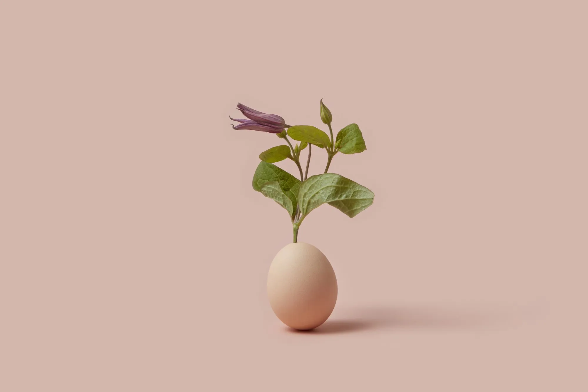 IUI or IVF: Which One Should You Choose?