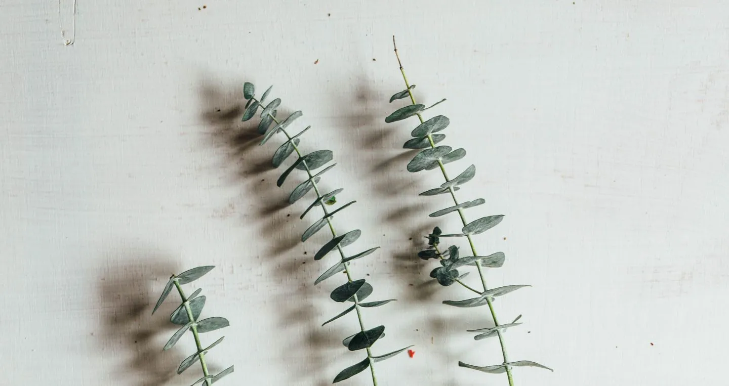Eucalyptus sprigs